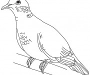 Coloriage Colombe se repose