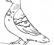 Coloriage Colombe Timide