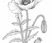 Coloriage et dessins gratuit Coquelicot au crayon à imprimer