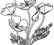 Coloriage et dessins gratuit Coquelicot au jardin à imprimer