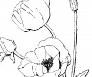 Coloriage Coquelicot dans le Champ