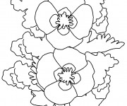 Coloriage Coquelicot en face