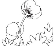 Coloriage Coquelicot en plein air