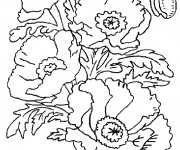 Coloriage Coquelicot en Printemps