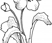 Coloriage Coquelicot en rouge