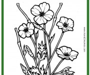 Coloriage Coquelicot et La Nature