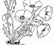 Coloriage Coquelicot et Papillon