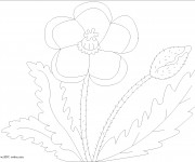 Coloriage Coquelicot et ses feuilles