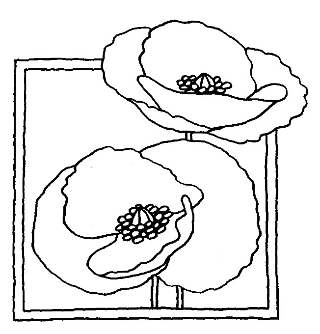 Coloriage Coquelicot Imprimer Gratuit