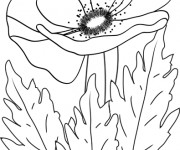 Coloriage Coquelicot Feuille et Fleur
