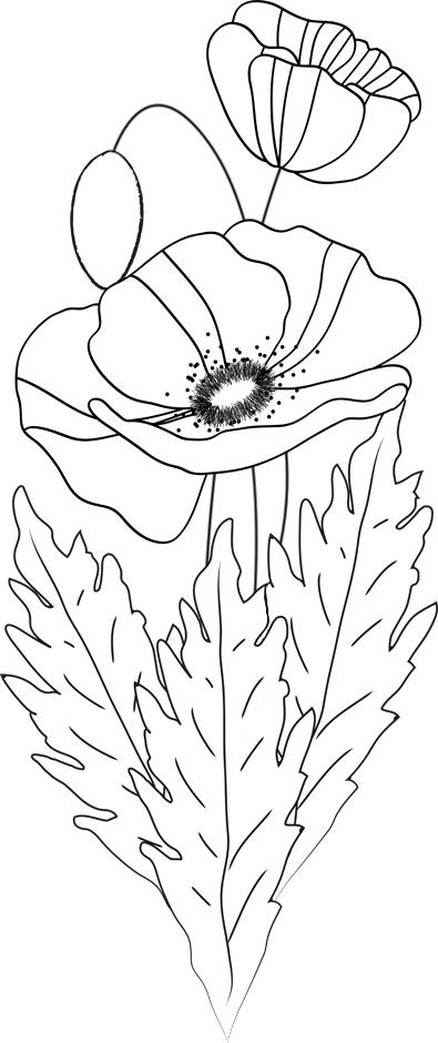 Coloriage et dessins gratuits Coquelicot Feuille et Fleur à imprimer