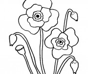 Coloriage Coquelicot Floraison