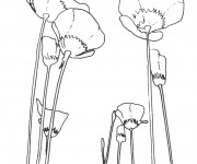 Coloriage et dessins gratuit Coquelicot maternelle à imprimer