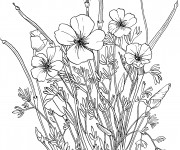 Coloriage Coquelicot pour enfants