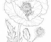 Coloriage Coquelicot r&eacute;aliste
