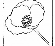 Coloriage et dessins gratuit Coquelicot simple à imprimer