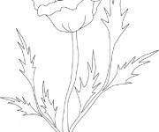 Coloriage Coquelicot stylisé