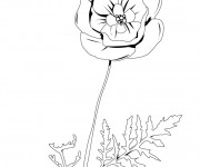 Coloriage Coquelicot vecteur