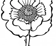 Coloriage Coquelicot vue de face