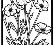 Coloriage Coquelicots vecteur en cadre