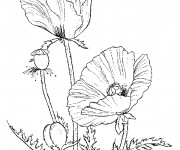 Coloriage Des Coquelicots stylis&eacute;s