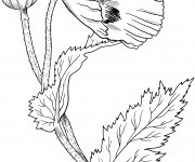 Coloriage Fleur Coquelicot fermée