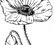 Coloriage Fleur de Coquelicot ouverte