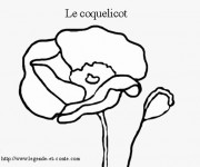 Coloriage et dessins gratuit Le Coquelicot à imprimer