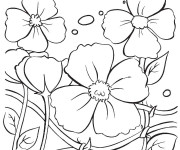 Coloriage Plante Coquelicot fleurie