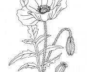 Coloriage Plante de Coquelicot