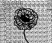 Coloriage Une petite plante de Coquelicot