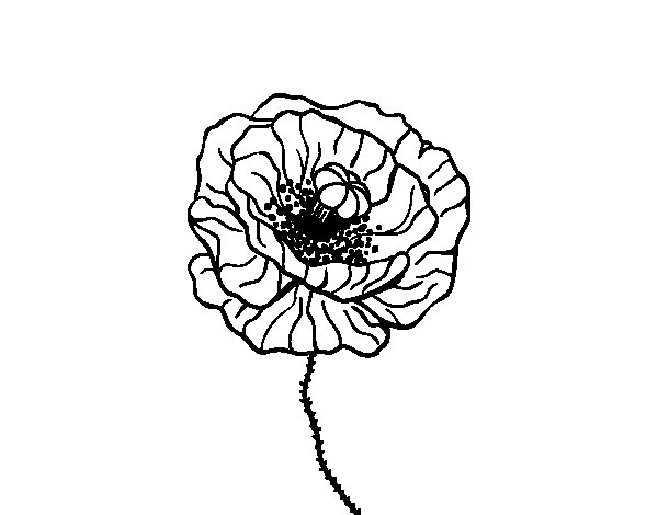Coloriage et dessins gratuits Une petite plante de Coquelicot à imprimer