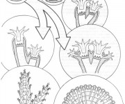 Coloriage Structure de Corail