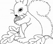 Coloriage Ecureuil 27