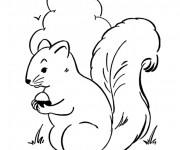 Coloriage Ecureuil 31