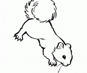 Coloriage Ecureuil 35