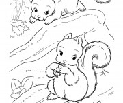 Coloriage Ecureuil 45