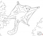 Coloriage Ecureuil 49