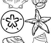 Coloriage et dessins gratuit Collection des coquillages et &eacute;toiles de mer à imprimer