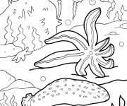 Coloriage Des diff&eacute;rents animaux du fond marin avec &eacute;toile de mer