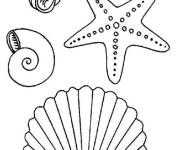 Coloriage Diff&eacute;rentes coquillages et &eacute;toile de mer