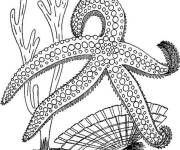 Coloriage &eacute;toile de mer &agrave; colorier pour petits