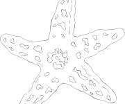 Coloriage et dessins gratuit &Eacute;toile de mer au crayon à imprimer