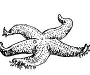 Coloriage et dessins gratuit &eacute;toile de mer r&eacute;aliste à imprimer