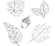 Coloriage Automne et Feuilles et gland