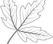 Coloriage Automne feuille de sureau