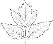 Coloriage Automne feuille de sureau