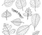 Coloriage Beaucoup de feuilles sur le th&egrave;me d'automne