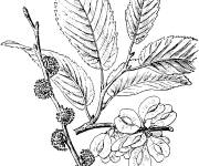 Coloriage Branche d'orme d'Am&eacute;rique