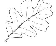 Coloriage Ch&ecirc;ne feuille